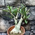 Kép 2/6 - Adenium Obesum rózsaszín