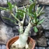 Kép 3/6 - Adenium Obesum rózsaszín