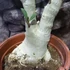 Kép 4/6 - Adenium Obesum rózsaszín