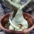 Kép 5/6 - Adenium Obesum rózsaszín