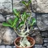 Kép 1/6 - Adenium Obesum rózsaszín
