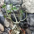 Kép 5/7 - Adenium Obesum bonsai (piros)