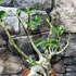 Kép 6/7 - Adenium Obesum bonsai (piros)
