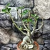 Kép 1/7 - Adenium Obesum bonsai (piros)