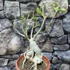Kép 2/7 - Adenium Obesum bonsai (piros)
