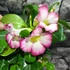 Kép 2/11 - Adenium obesum 'Pinkstar' levélzet nélkül