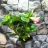 Kép 10/11 - Adenium obesum 'Pinkstar' levélzet nélkül