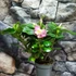 Kép 11/11 - Adenium obesum 'Pinkstar' levélzet nélkül