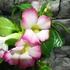 Kép 3/11 - Adenium obesum 'Pinkstar' levélzet nélkül