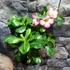 Kép 1/11 - Adenium obesum 'Pinkstar' levélzet nélkül