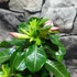 Kép 4/11 - Adenium obesum 'Pinkstar' levélzet nélkül