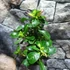 Kép 5/11 - Adenium obesum 'Pinkstar' levélzet nélkül