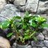 Kép 6/11 - Adenium obesum 'Pinkstar' levélzet nélkül