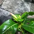 Kép 7/11 - Adenium obesum 'Pinkstar' levélzet nélkül