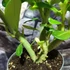 Kép 8/11 - Adenium obesum 'Pinkstar' levélzet nélkül