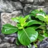 Kép 9/11 - Adenium obesum 'Pinkstar' levélzet nélkül