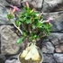 Kép 2/5 - Adenium obesum rózsaszín