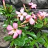 Kép 3/5 - Adenium obesum rózsaszín