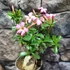 Kép 4/5 - Adenium obesum rózsaszín