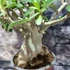Kép 5/5 - Adenium obesum rózsaszín
