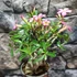 Kép 1/5 - Adenium obesum rózsaszín
