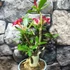 Kép 2/8 - Adenium obesum piros, levélzet nélkül