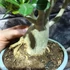 Kép 3/8 - Adenium obesum piros, levélzet nélkül