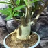 Kép 4/8 - Adenium obesum piros, levélzet nélkül