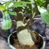 Kép 5/8 - Adenium obesum piros, levélzet nélkül