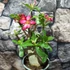 Kép 1/8 - Adenium obesum piros, levélzet nélkül