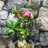 Kép 6/8 - Adenium obesum piros, levélzet nélkül