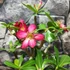 Kép 7/8 - Adenium obesum piros, levélzet nélkül