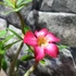 Kép 8/8 - Adenium obesum piros, levélzet nélkül