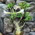 Kép 2/5 - Adenium obesum fehér