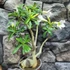 Kép 4/5 - Adenium obesum fehér