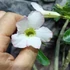 Kép 3/5 - Adenium obesum fehér