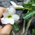 Kép 5/5 - Adenium obesum fehér