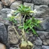 Kép 1/5 - Adenium obesum fehér