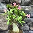 Kép 3/5 - Adenium obesum hybrid rózsaszín