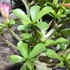 Kép 4/5 - Adenium obesum hybrid rózsaszín