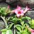 Kép 2/5 - Adenium obesum hybrid rózsaszín