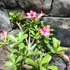 Kép 5/5 - Adenium obesum hybrid rózsaszín