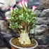 Kép 5/6 - Adenium obesum apró levél, piros/rózsa