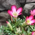 Kép 2/6 - Adenium obesum apró levél, piros/rózsa