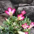 Kép 6/6 - Adenium obesum apró levél, piros/rózsa