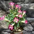 Kép 1/6 - Adenium obesum apró levél, piros/rózsa