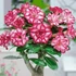 Kép 1/3 - Adenium obesum 'Morning'