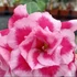 Kép 1/3 - Adenium obesum 'Lotus'