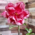 Kép 1/3 - Adenium obesum 'Beauty'