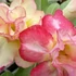 Kép 1/3 - Adenium obesum 'Magic'
